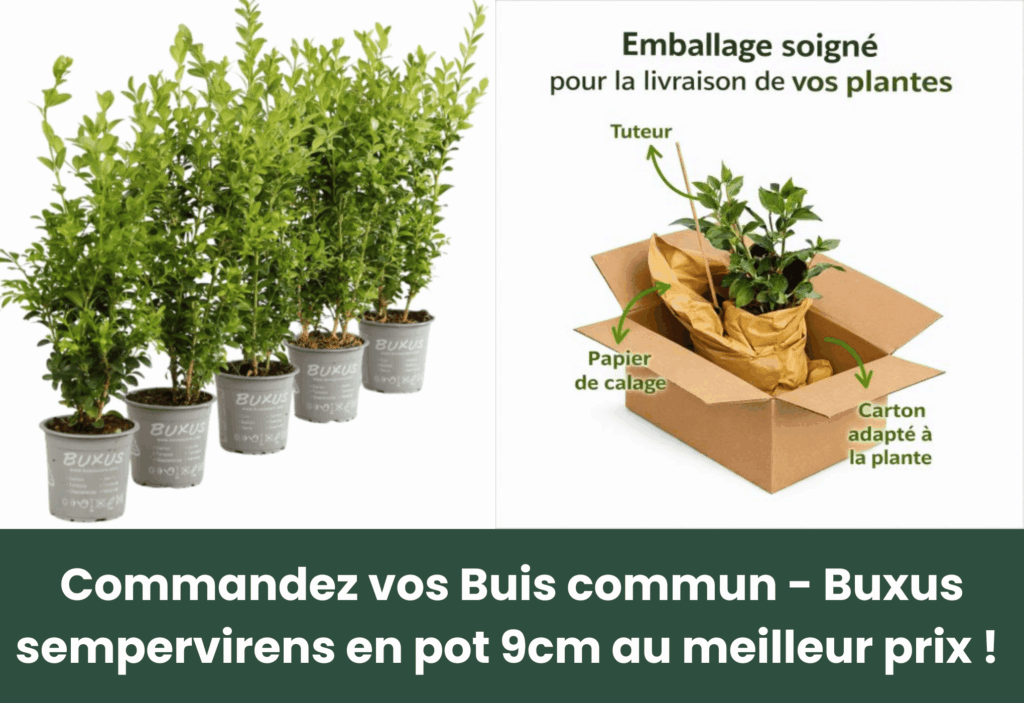 Meilleur arbuste persistant pour haie pretajardiner