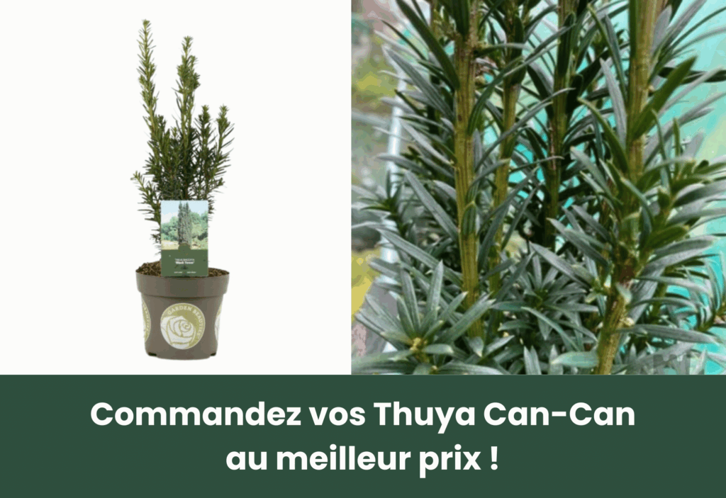 Meilleur conifere pour haie pretajardiner