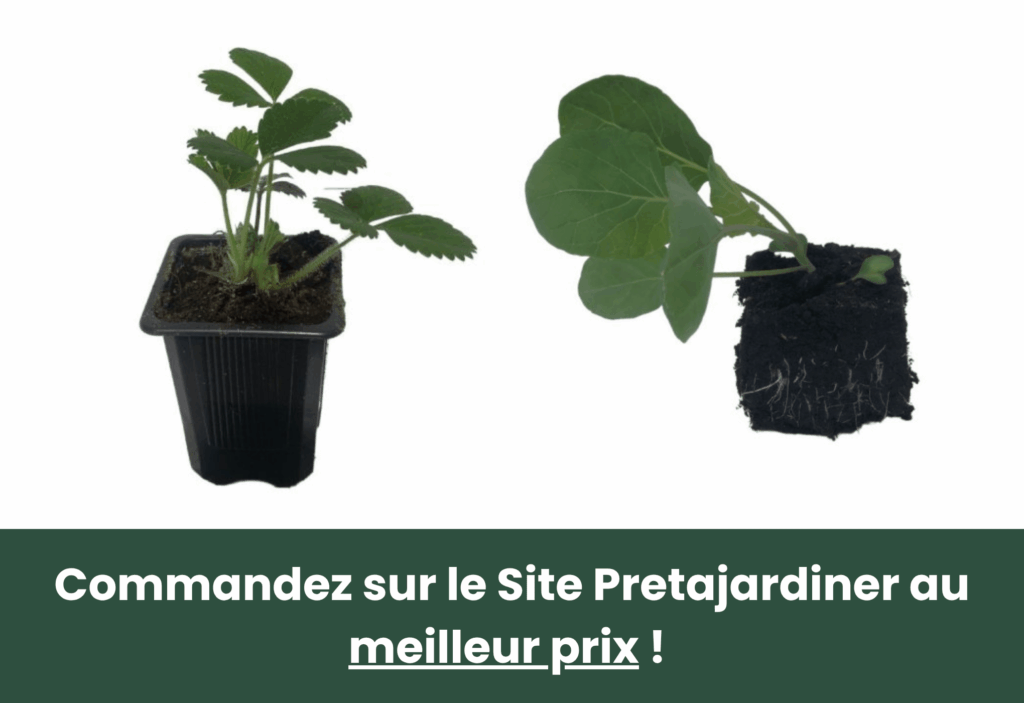 Meilleur site de vente de graines potagères pretajardiner