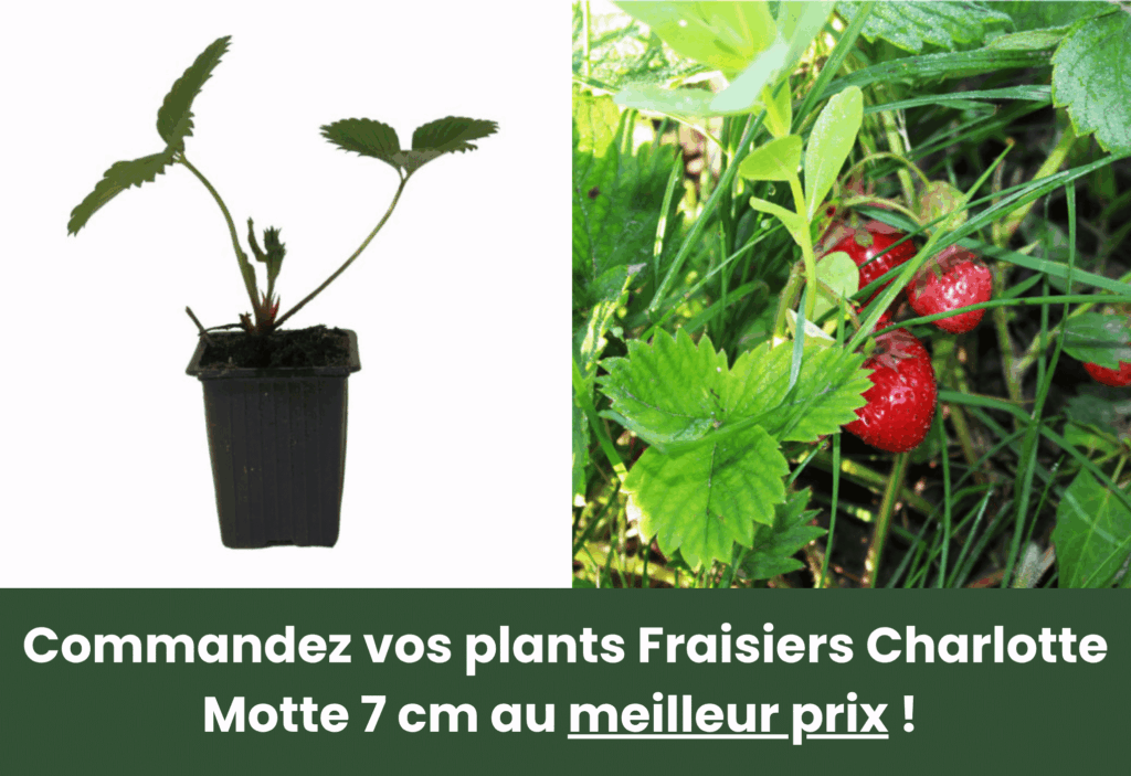 Meilleurs plants de fraisiers pretajardiner
